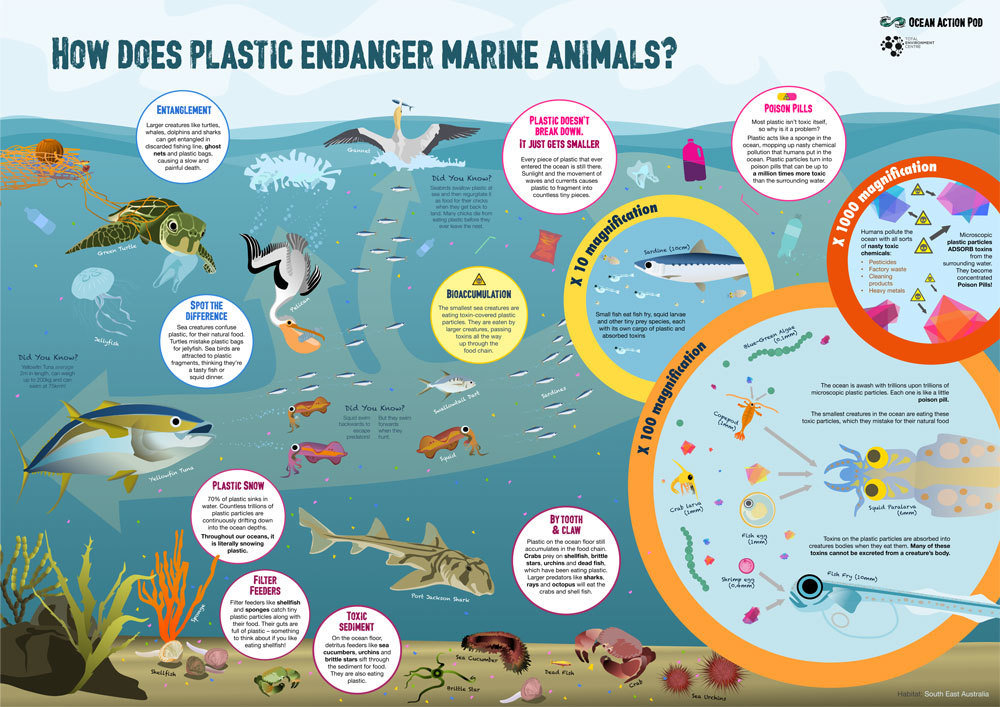 Poster: How does plastic endanger marine animals? Poster: How does plastic endanger marine animals?