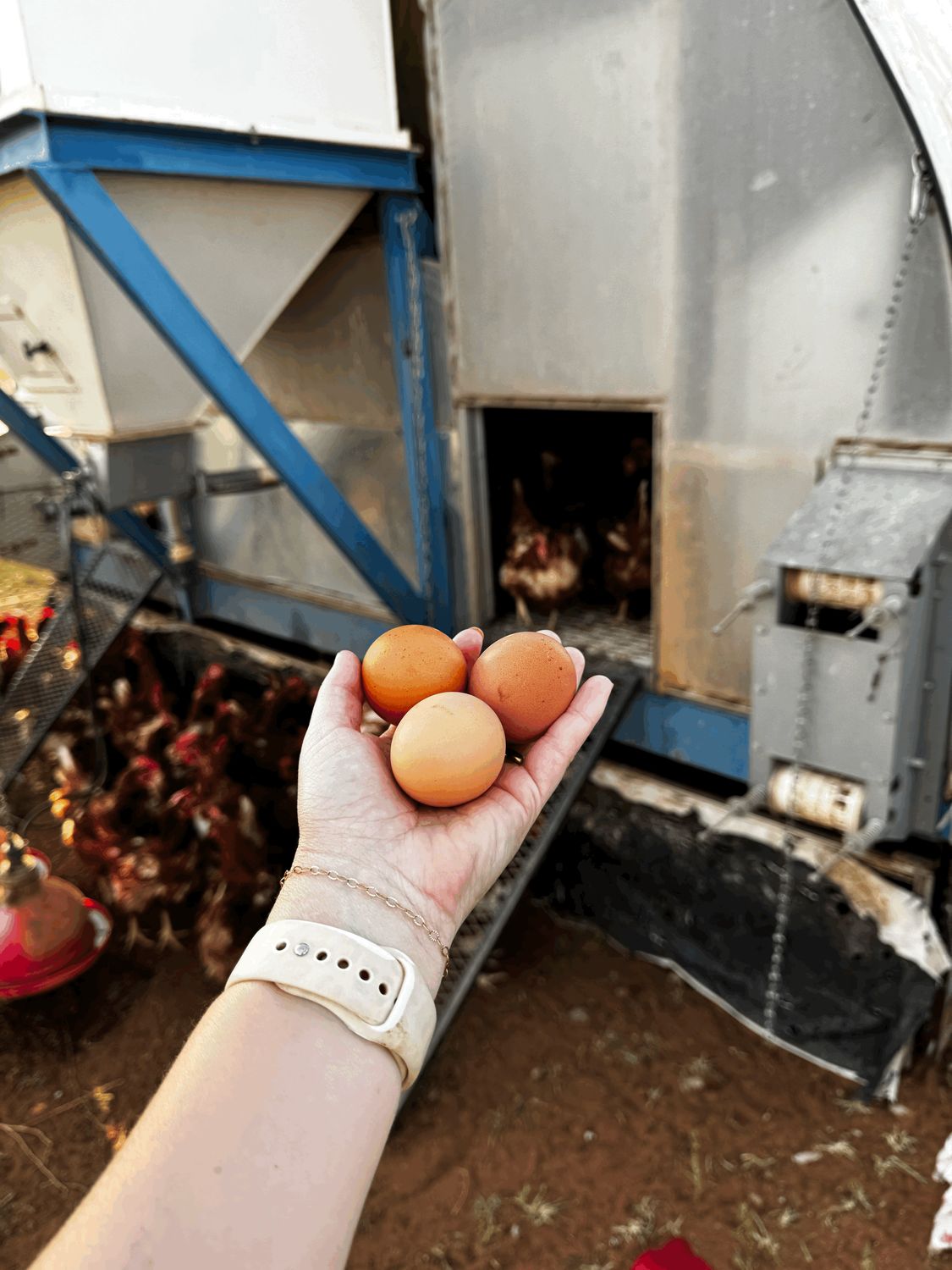 Chicken Eggs