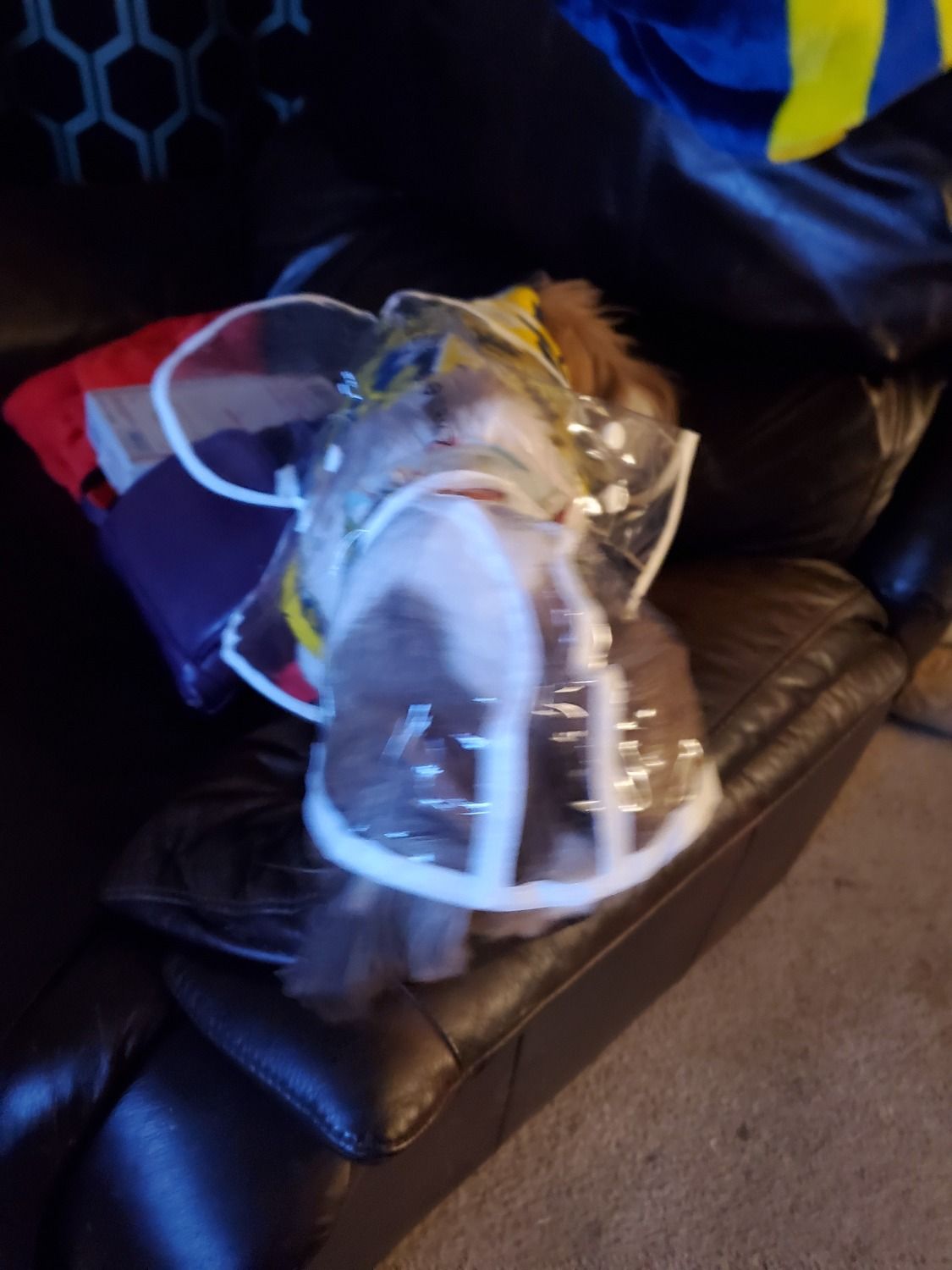 Transparent Dog Raincoat