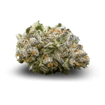 Grape Tsunami | HYBRID