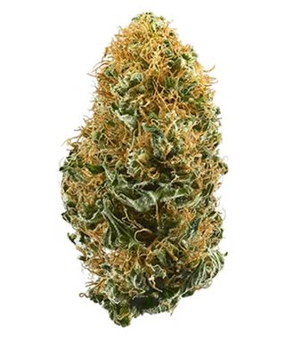 White widow | Hybrid White widow | Hybrid