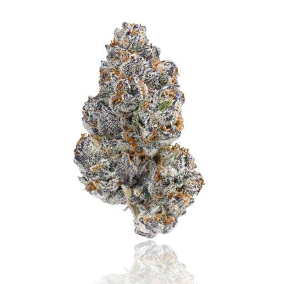 BLACKCHERRY GUSHERS | HYBRID