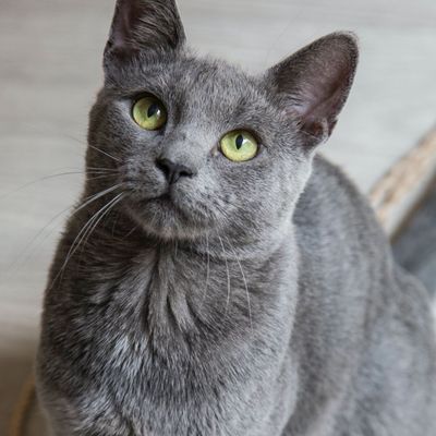 Santé chiens et chats - Beauté du pelage - Huile de saumon - Levure de bière - Qualité premium - Meilleur prix - 100% naturel