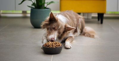 Santé chiens et chats - Hygiène bucco-dentaire- Ascophyllum nodosum anti-tartre - Qualité premium - Meilleur prix - Naturel