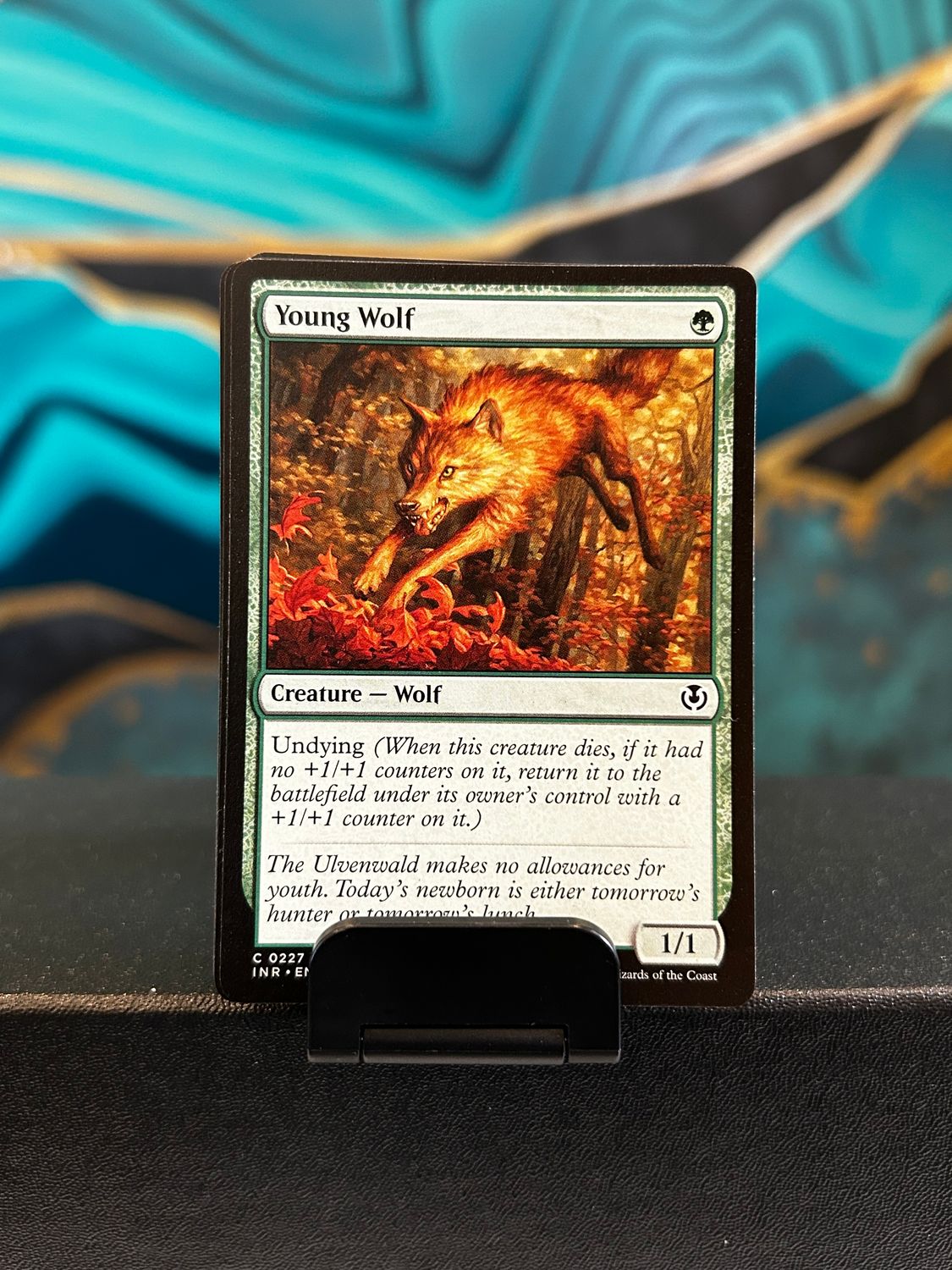 Young Wolf  (INR)