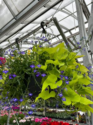 Annual Hanging Baskets