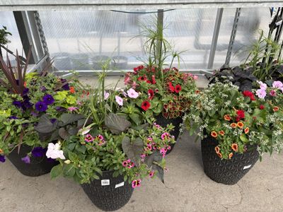 Annual Planters