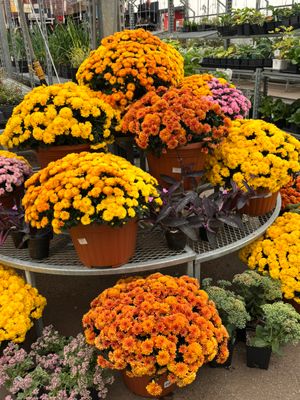 Fall Planters