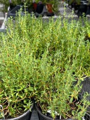 Herbs