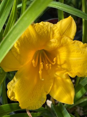 Perennials