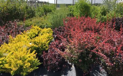Shrubs