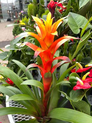 Tropicals