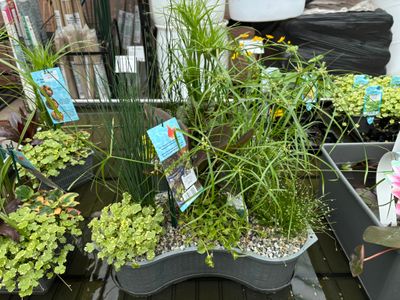 Water Plants