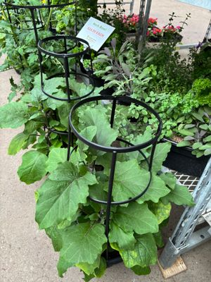 Vegetables