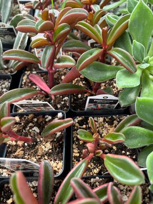 Succulents