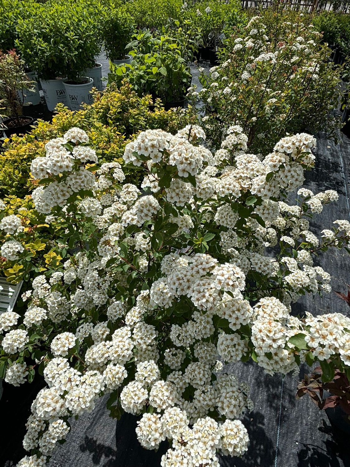 Bridal Wreath Spirea