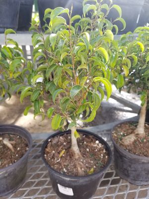 6" Ficus Toolittle