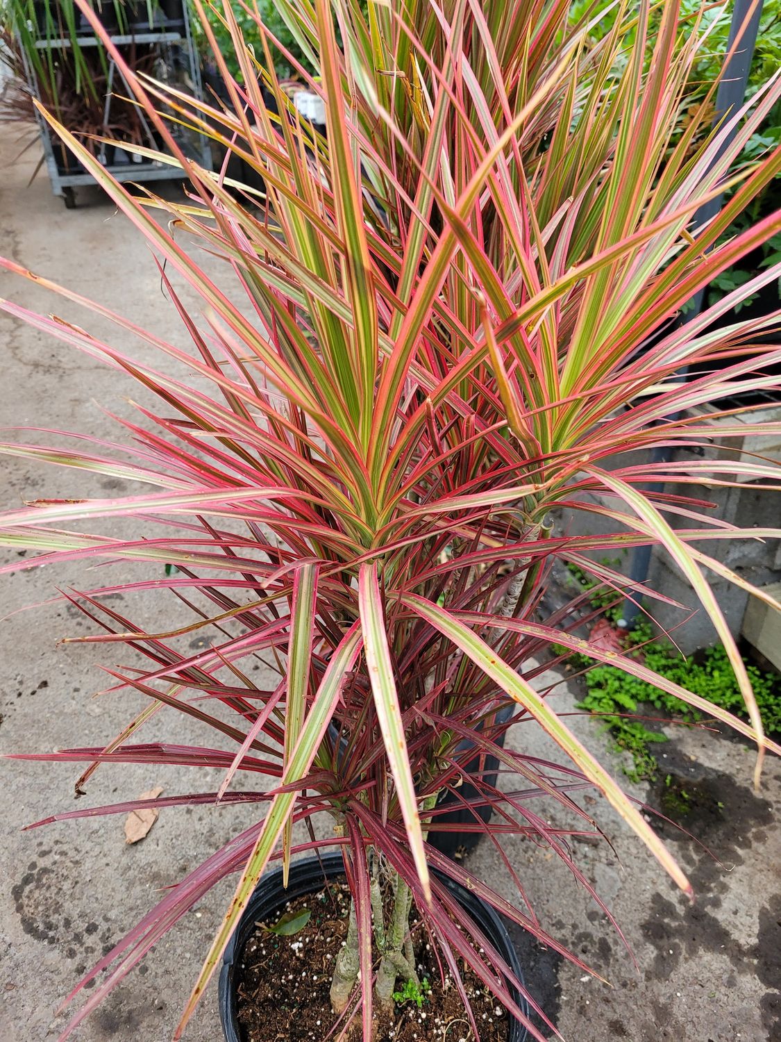 Dracaena Colorama 10"