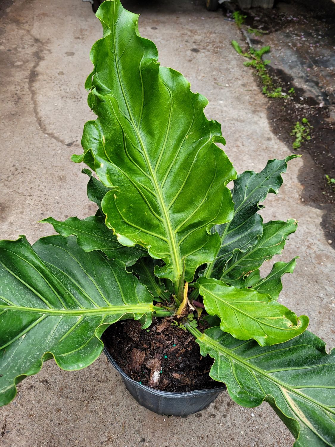 Anthurium Hookeri Bird's Nest Ruffles 10"