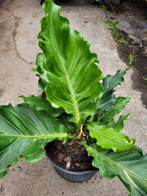 Anthurium Hookeri Bird's Nest Ruffles 10"