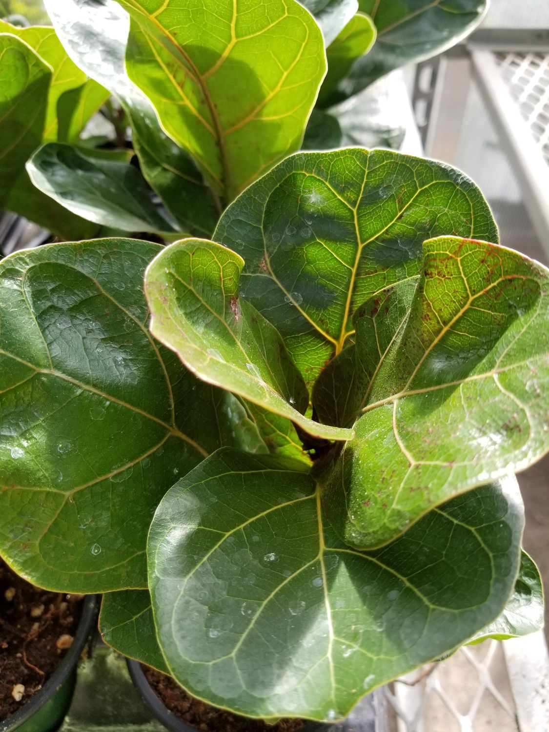 Fiddle Leaf Fig 4 inch Fiddle Leaf Fig 4 inch