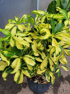 Arboricola Gold Capella Bush