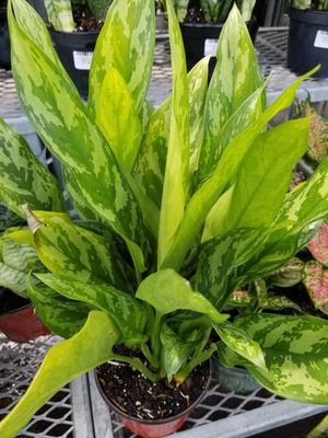 6" Aglaonema Maria