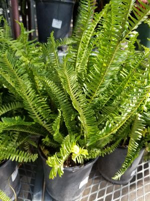 6" Fern Kimberly Queen