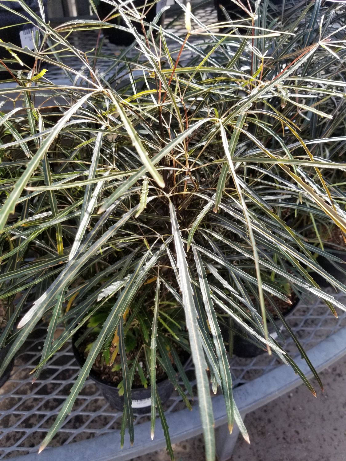 6" Aralia Falsa