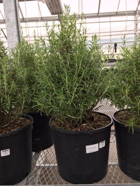 Rosemary Herb 3 Gal Rosemary Herb 3 Gal