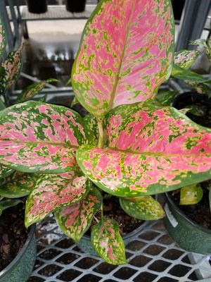 6" Aglaonema Faviona