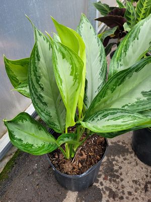 Aglaonema Silver Bay 10"