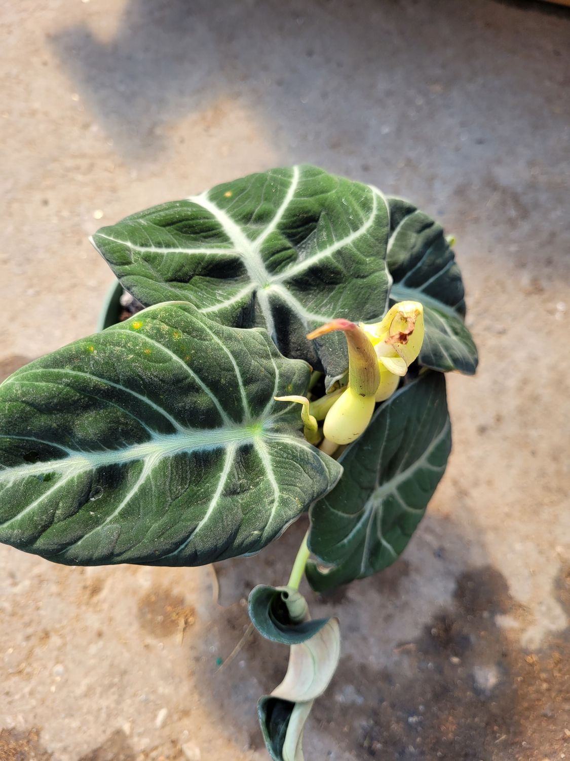 Alocasia Black Velvet 6"
