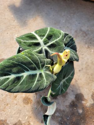 Alocasia Black Velvet 6"
