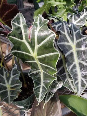 6" Alocasia Polly