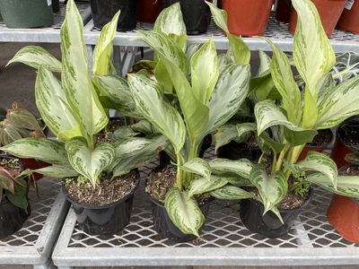 Aglaonema silver bay 6 inch