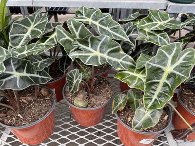 Alocasia Bambino Amazonica 6 Inch