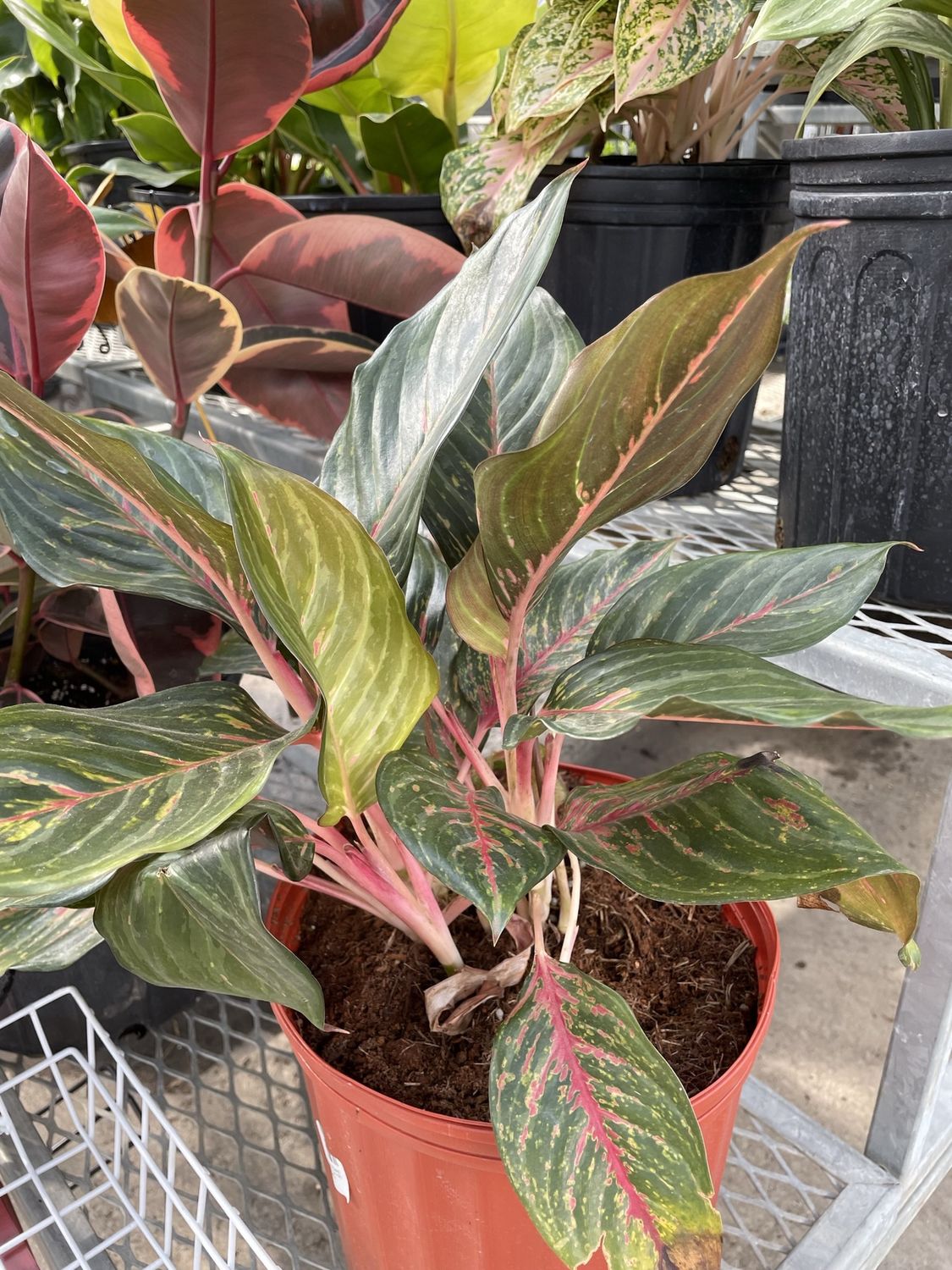 Aglaonema Red Emerald 10 Inch Aglaonema Red Emerald 10 Inch