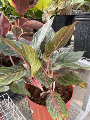 Aglaonema Red Emerald 10 Inch