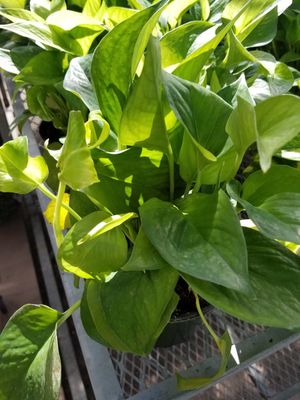 6" Pothos Jade Jewel