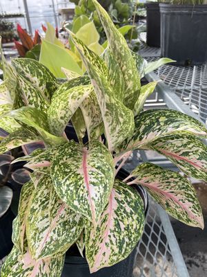 Aglaonema Two Tone Moon 10 Inch