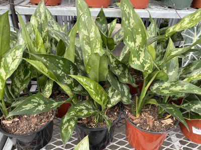 Aglaonema commutatum 6 inch