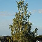 Cutleaf Weeping Birch