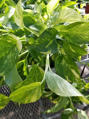 6" Pothos Marble Queen