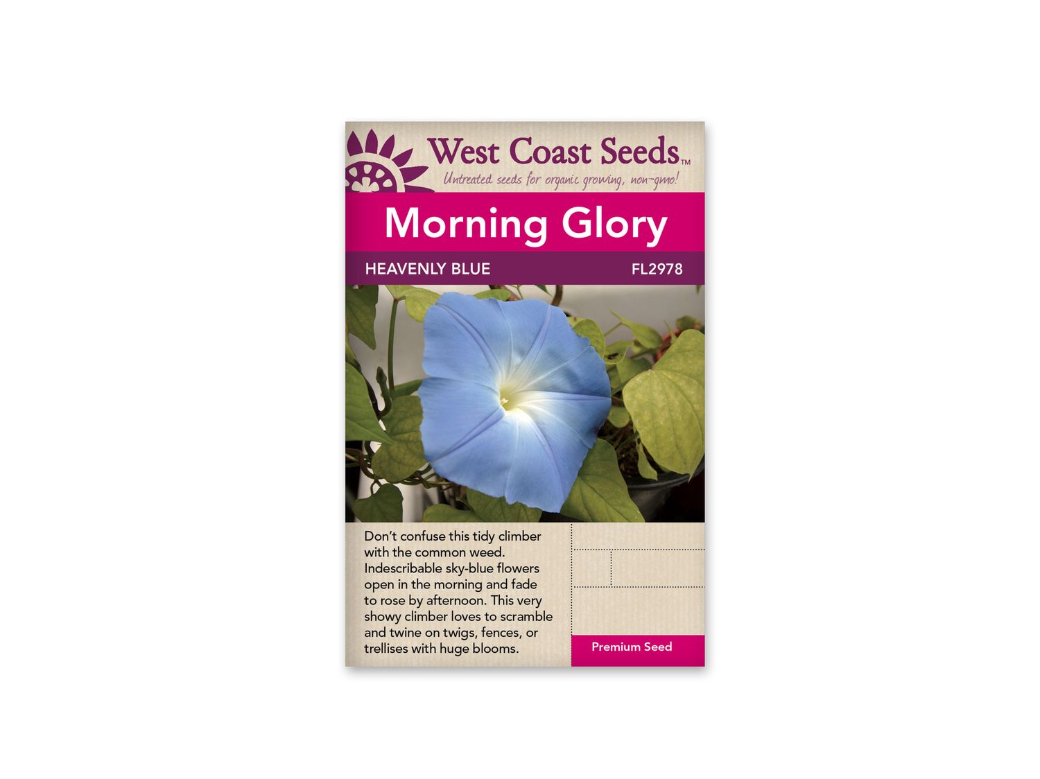 Morning Glory Heavenly Blue