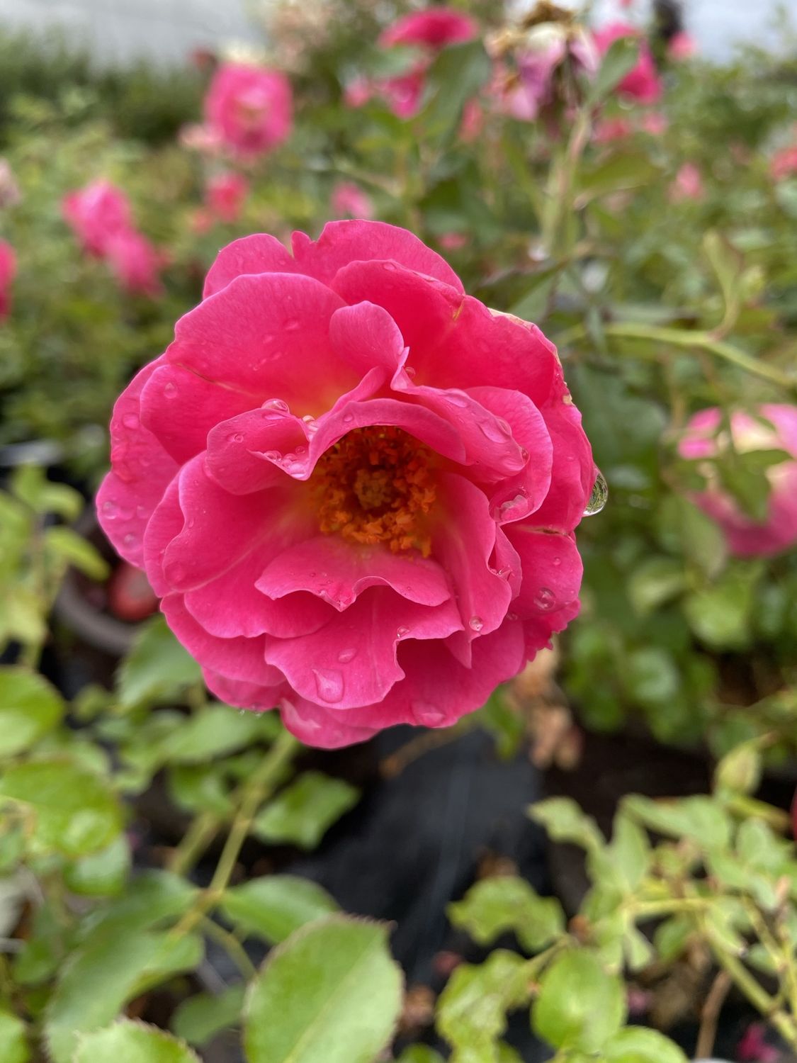 Aurora Borealis Rose (Sunset Pink)