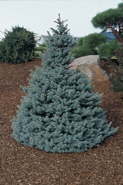 Baby Blue Eyes Spruce