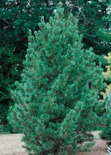 Blue Swiss Stone Pine