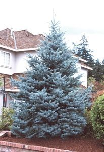 Bakeri Spruce