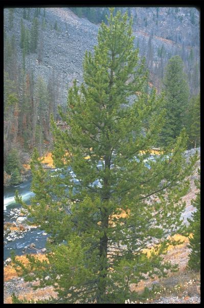 Lodgepole Pine